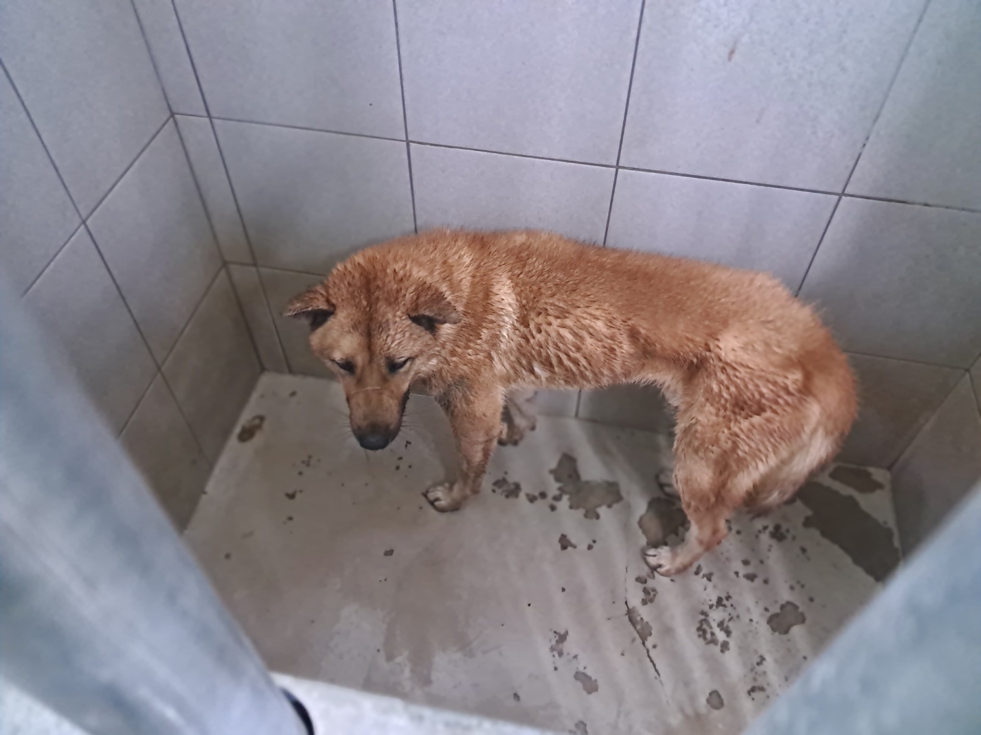 영양군유기동물보호소_447517202400064